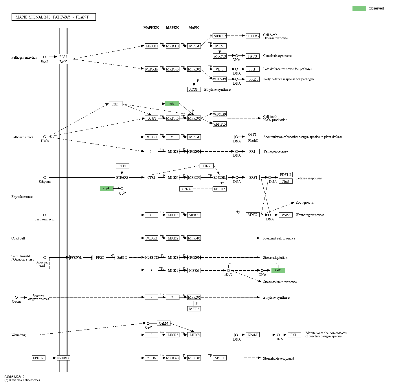 KEGG PATHWAY MAPK signaling pathway plant Reference pathway