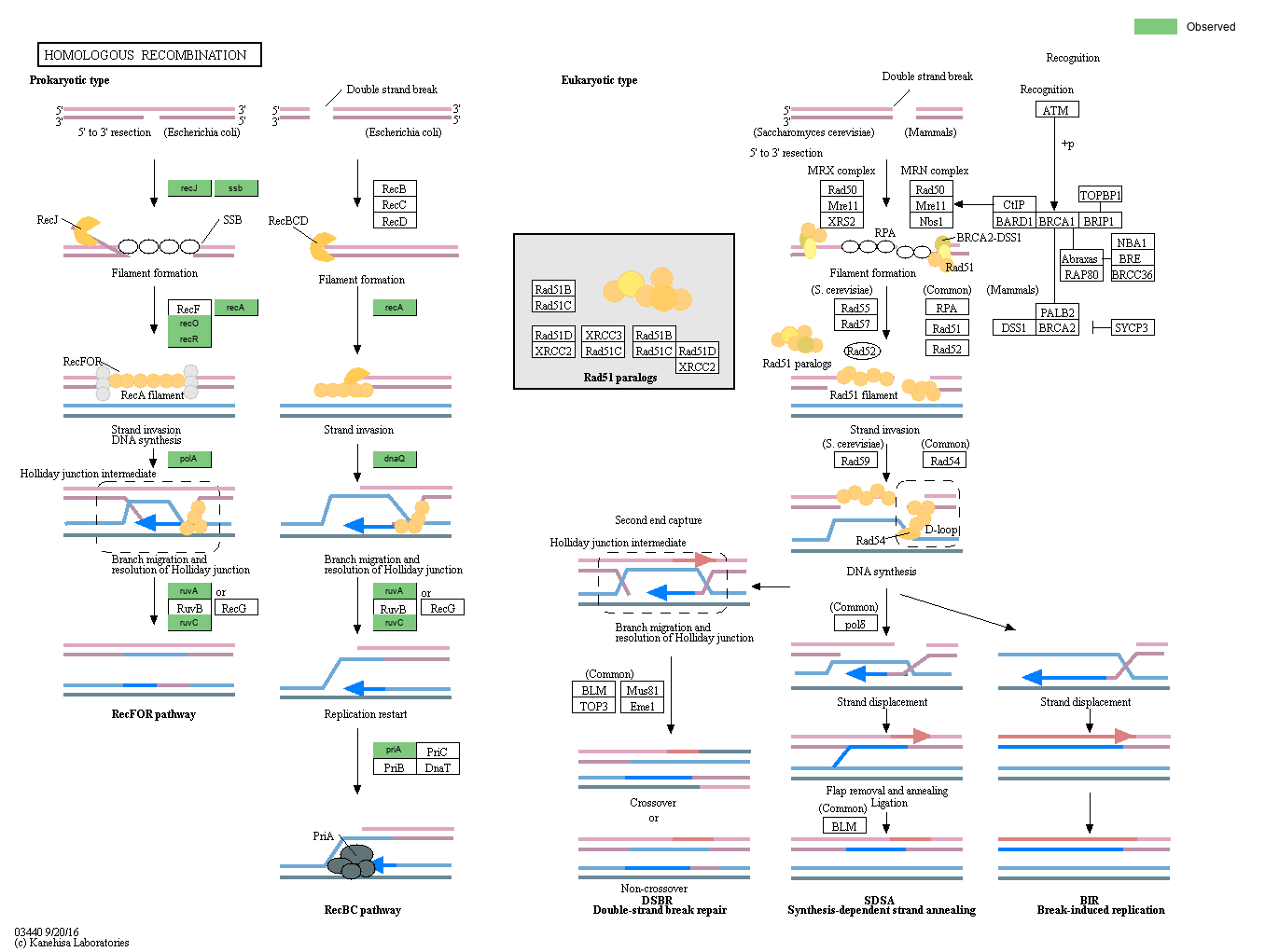 KEGG PATHWAY Homologous Reference pathway