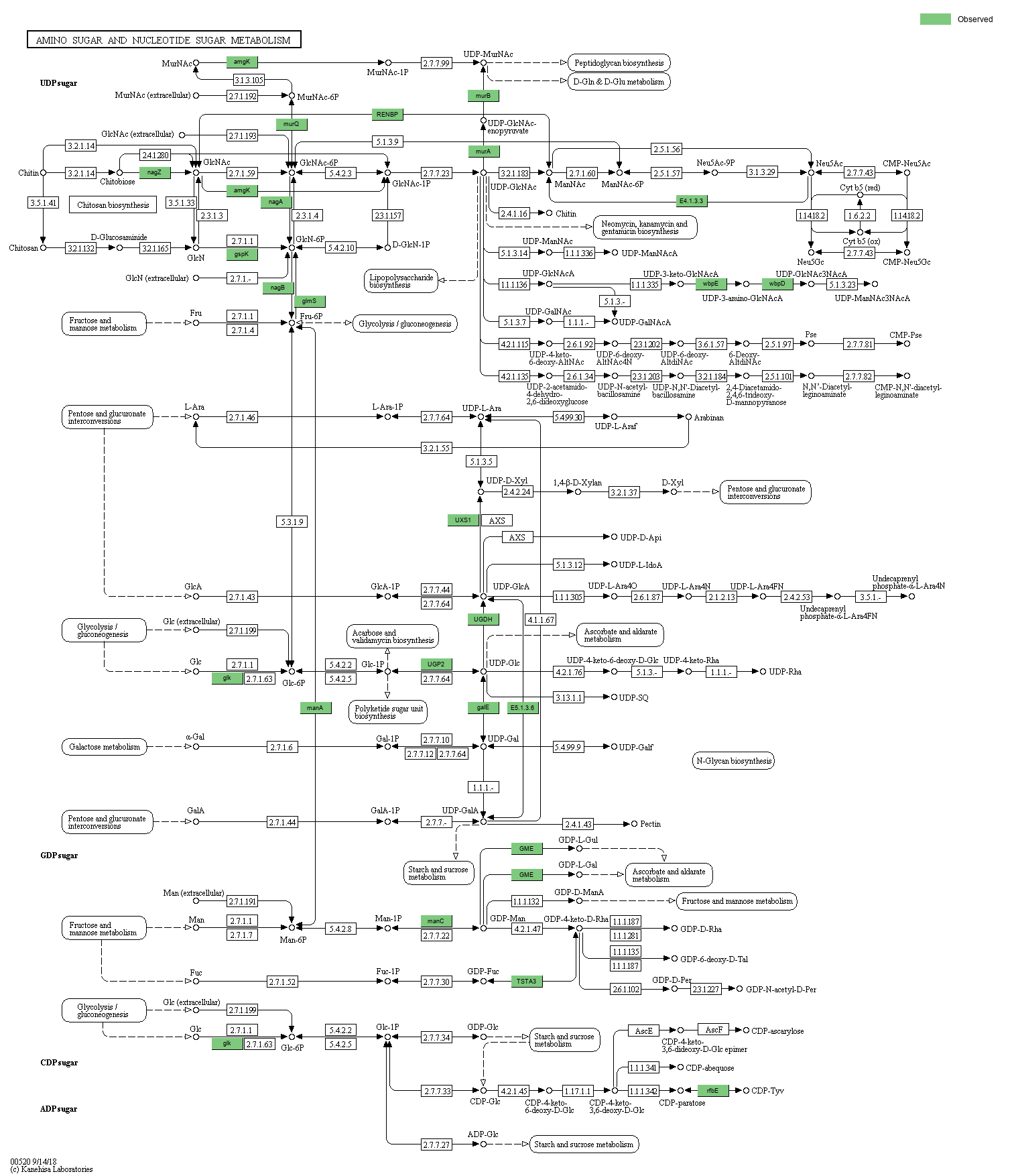 KEGG PATHWAY Amino sugar and nucleotide sugar metabolism Reference