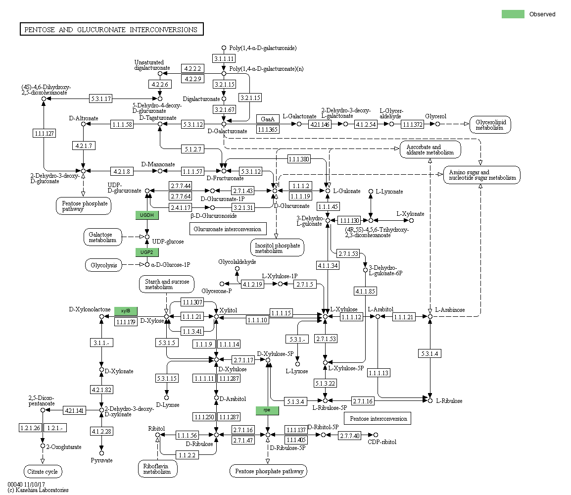 kegg-pathway-pentose-and-glucuronate-interconversions-reference-pathway