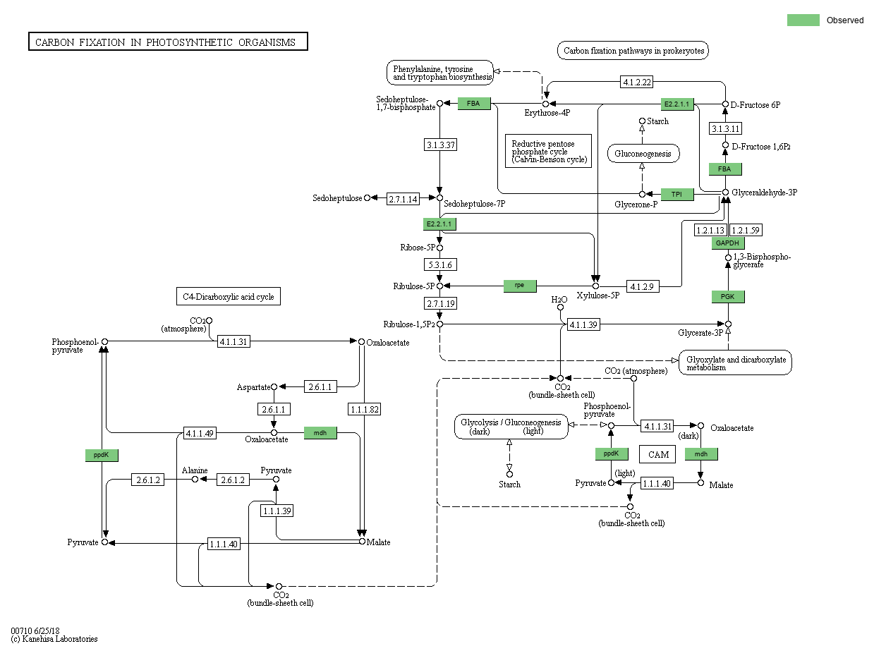 KEGG PATHWAY Carbon fixation in photosynthetic organisms Reference