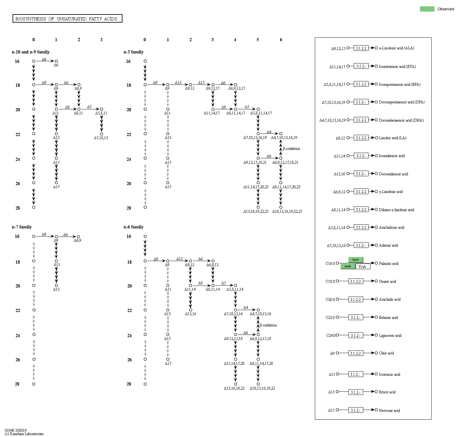 KEGG PATHWAY Biosynthesis Of Unsaturated Fatty Acids Reference Pathway