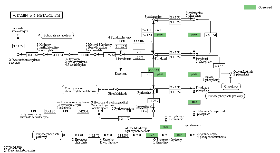 KEGG PATHWAY Vitamin B6 metabolism Reference pathway