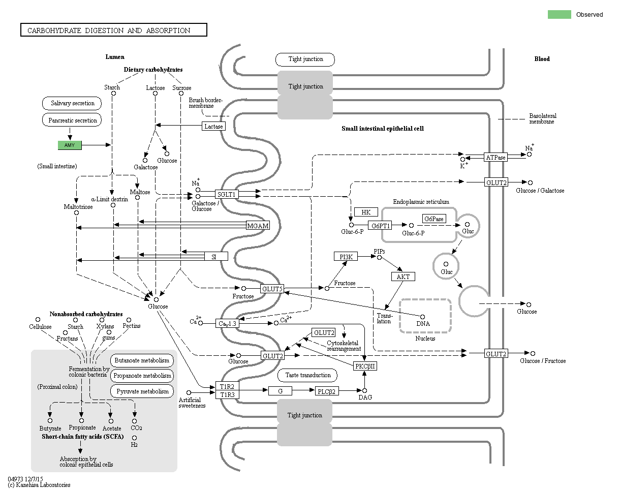 KEGG PATHWAY Carbohydrate digestion and absorption Reference pathway