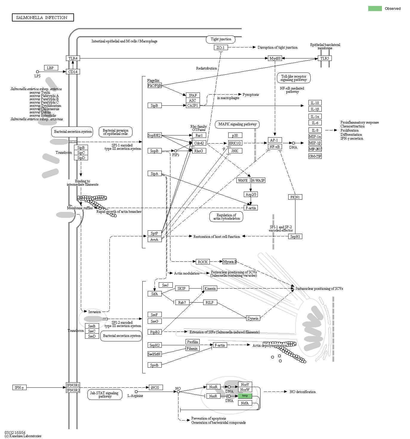 KEGG PATHWAY Salmonella infection Reference pathway