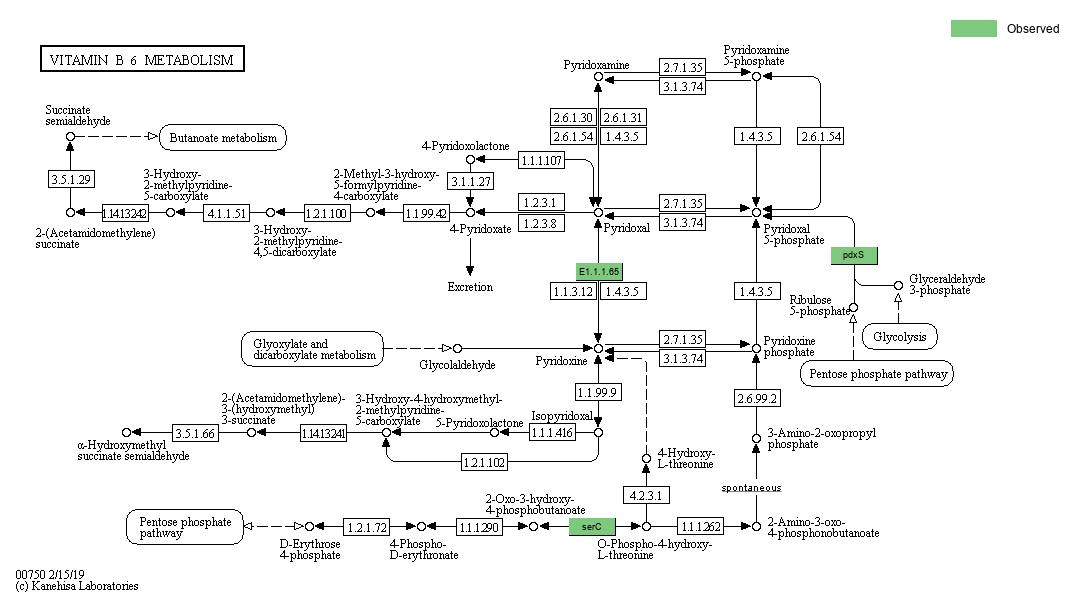 KEGG PATHWAY Vitamin B6 metabolism Reference pathway
