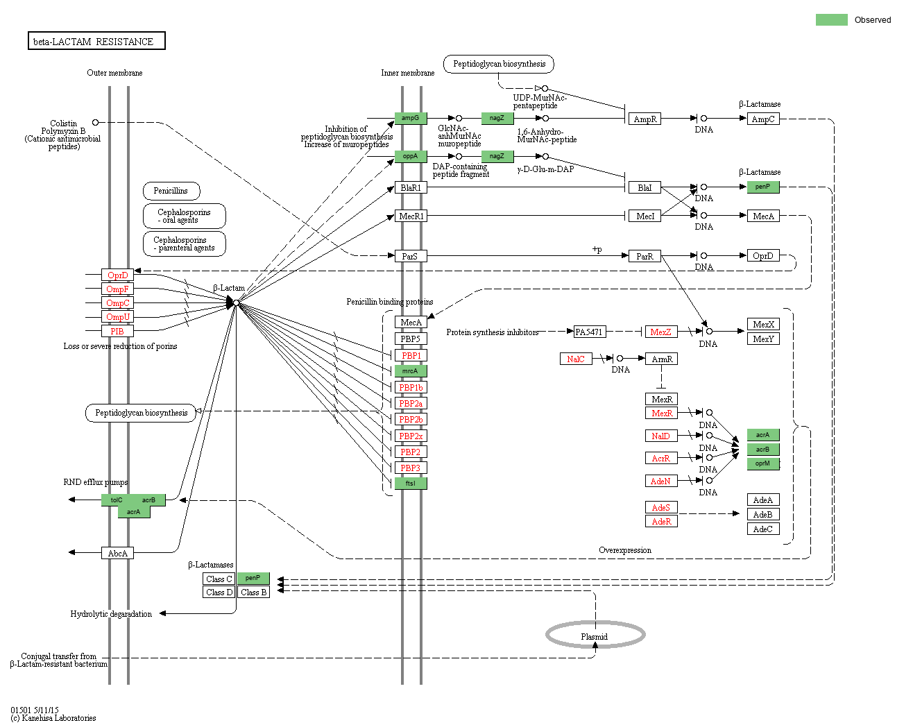 KEGG PATHWAY betaLactam resistance Reference pathway