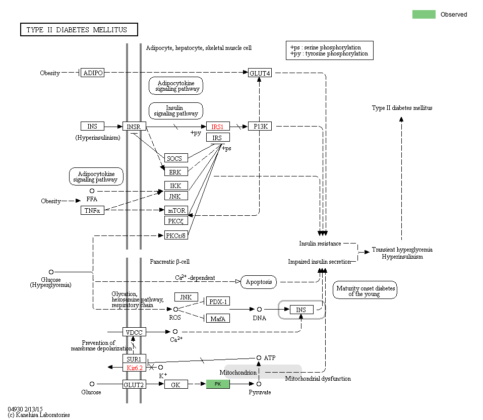 KEGG PATHWAY: Type II diabetes mellitus - Reference pathway