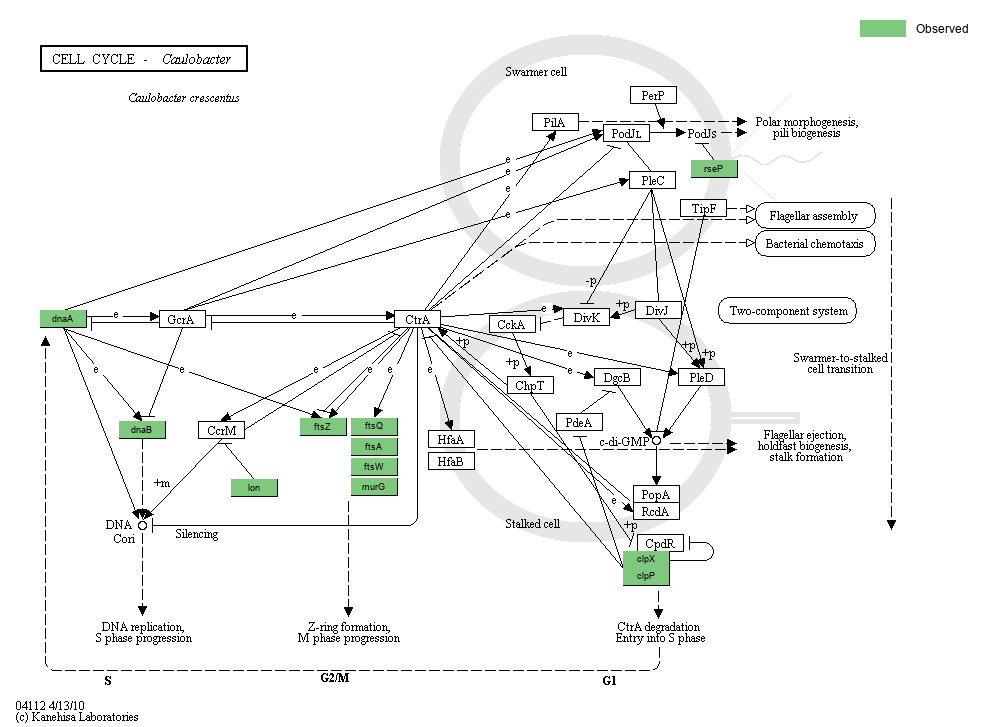 Kegg Pathway Cell Cycle Reference Pathway Sexiz Pix