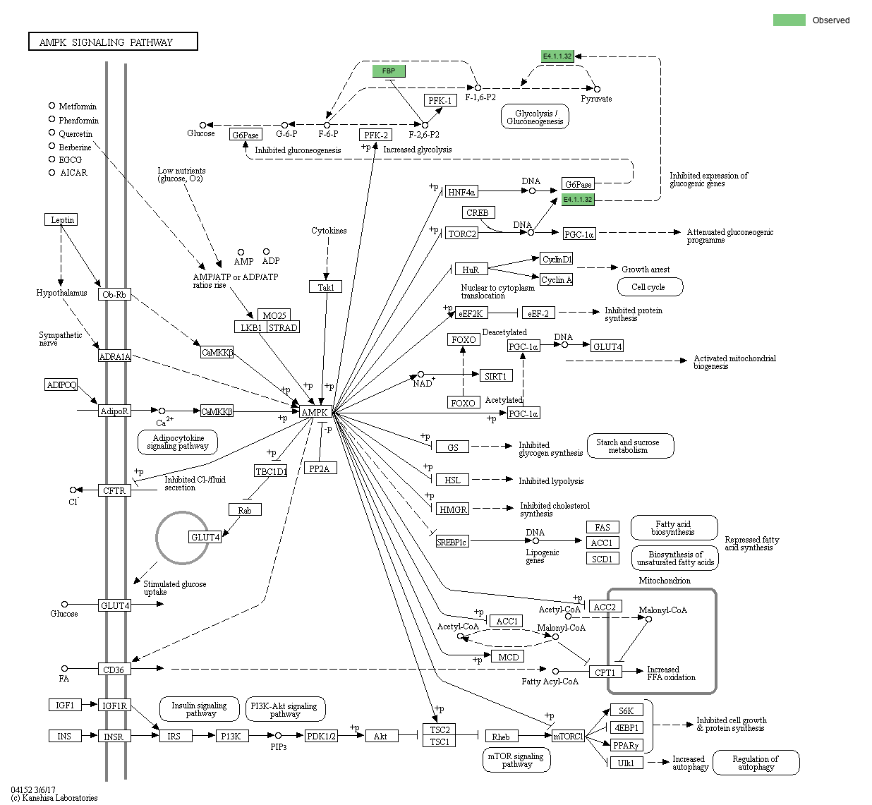 KEGG PATHWAY AMPK signaling pathway Reference pathway