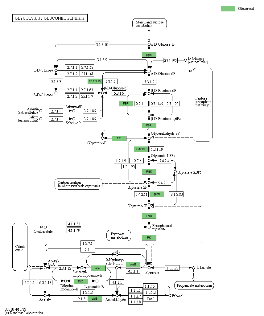 KEGG PATHWAY: Glycolysis / Gluconeogenesis - Reference pathway