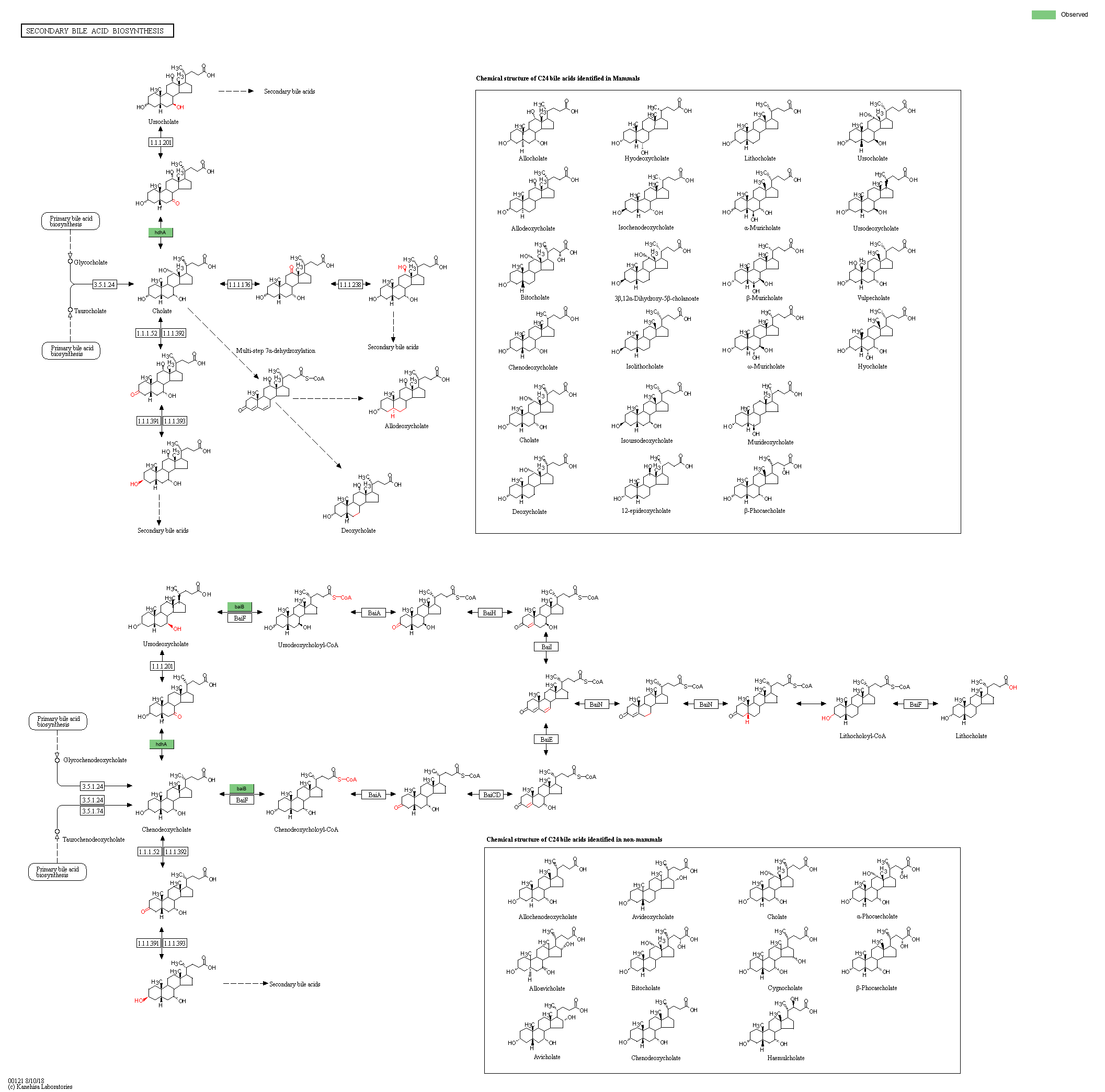 KEGG PATHWAY: Secondary bile acid biosynthesis - Reference pathway