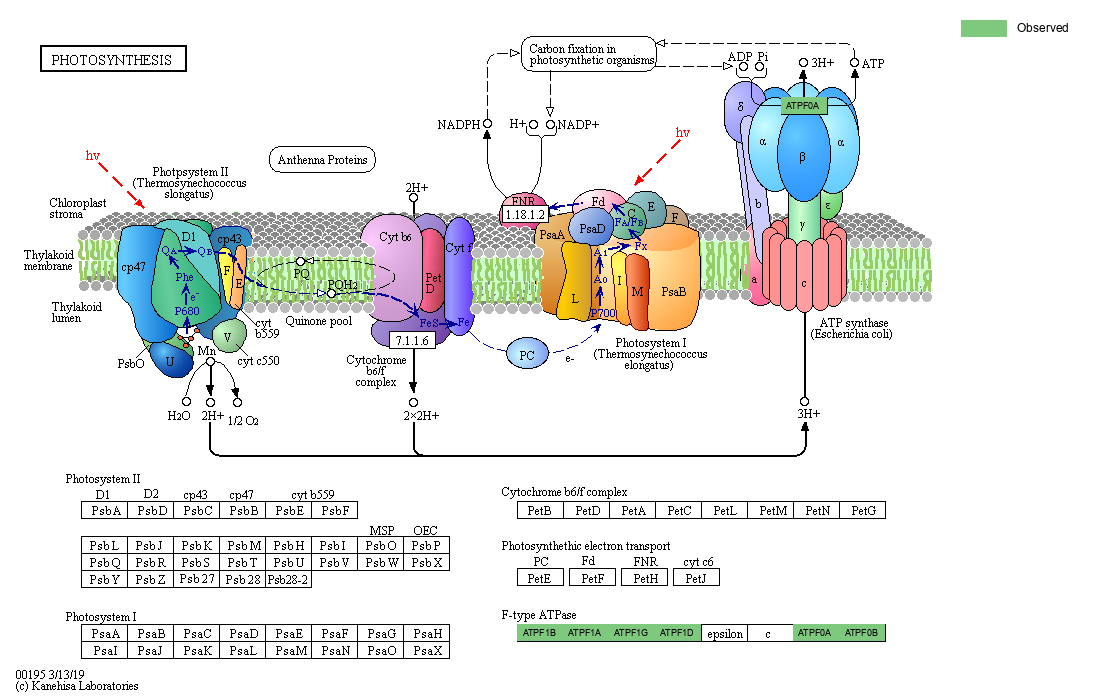 KEGG PATHWAY: Photosynthesis - Reference pathway