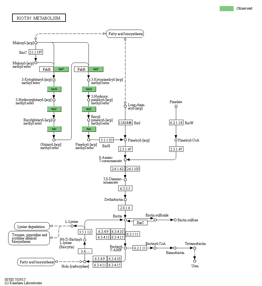 KEGG PATHWAY: Biotin metabolism - Reference pathway