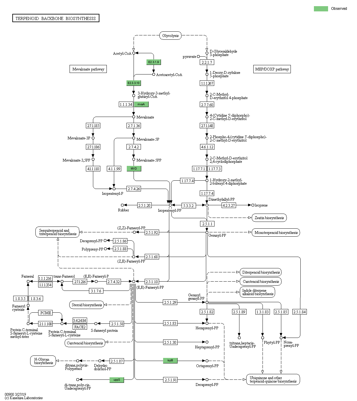 KEGG PATHWAY: Terpenoid backbone biosynthesis - Reference pathway