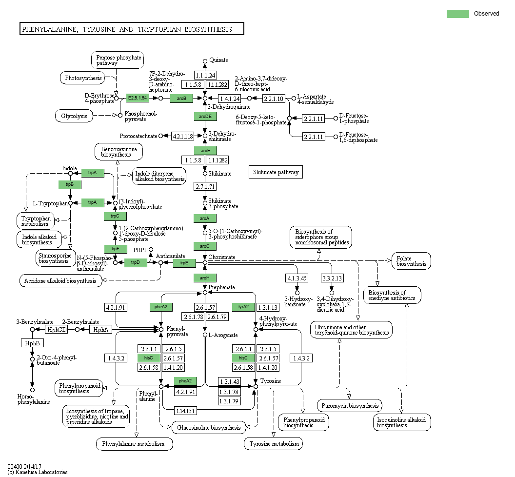 KEGG PATHWAY: Phenylalanine, tyrosine and tryptophan biosynthesis ...
