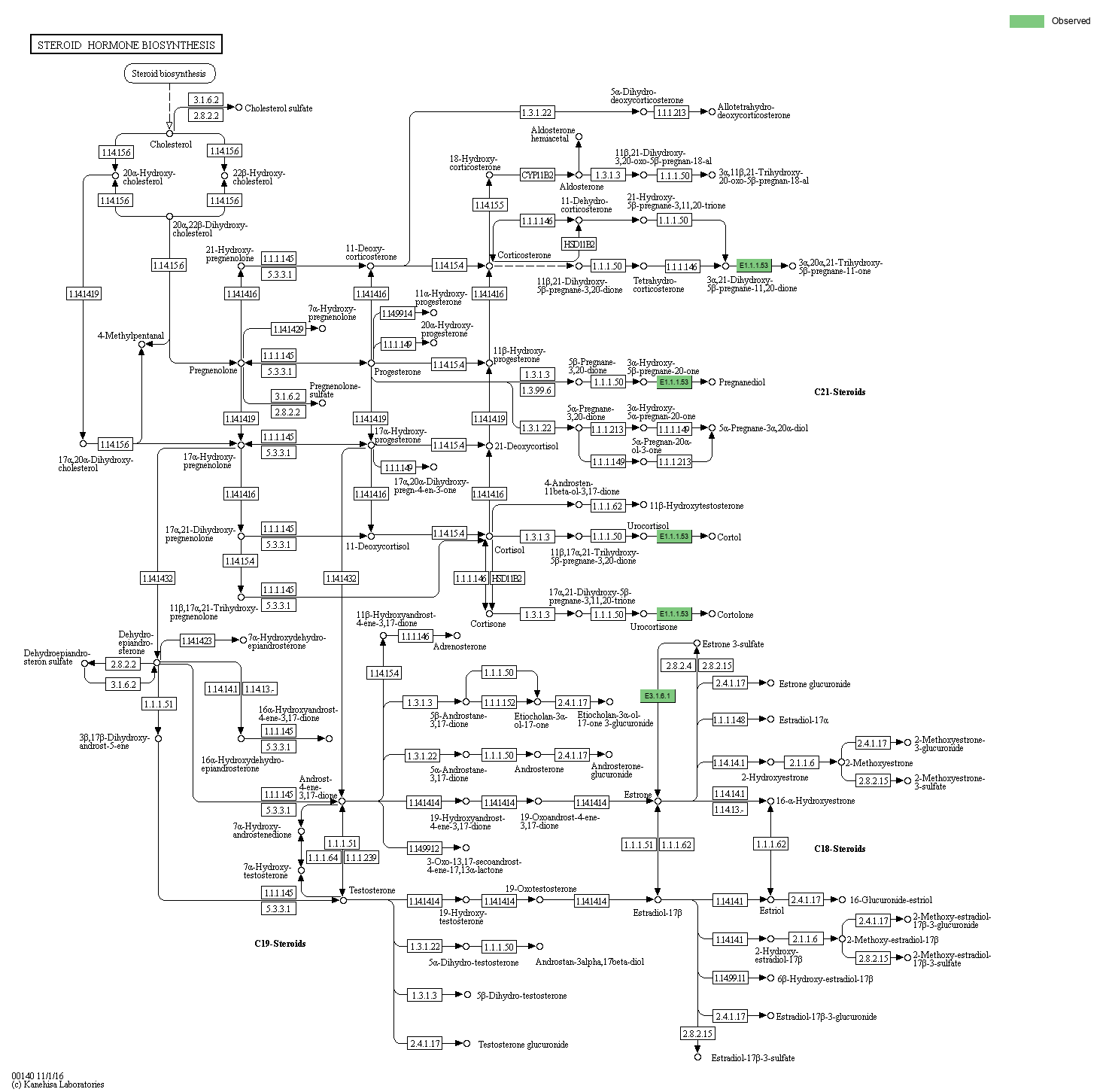 KEGG PATHWAY: Steroid hormone biosynthesis - Reference pathway