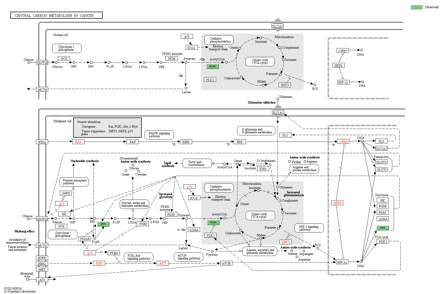 KEGG PATHWAY: Central carbon metabolism in cancer - Reference pathway
