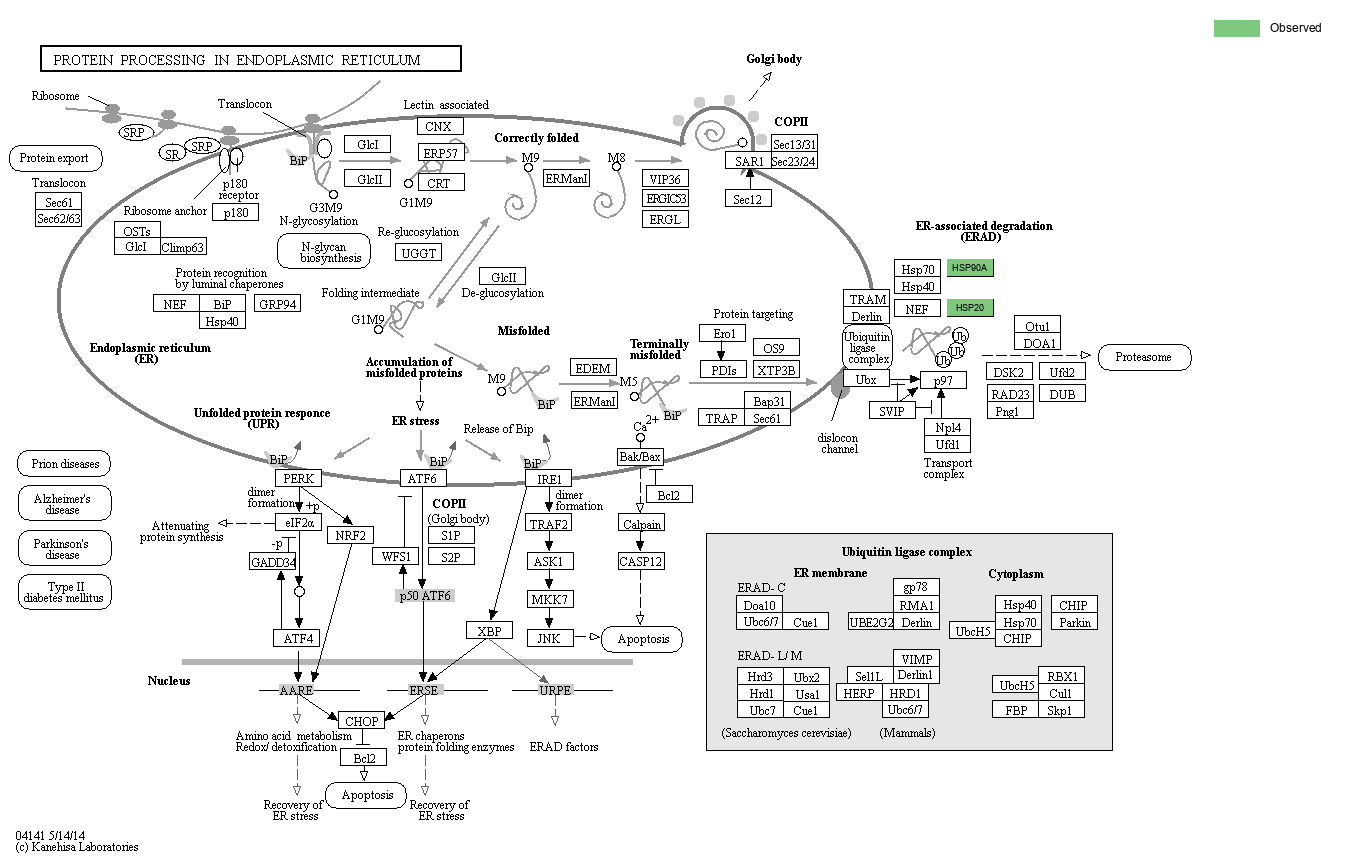 KEGG PATHWAY: Protein processing in endoplasmic reticulum - Reference ...