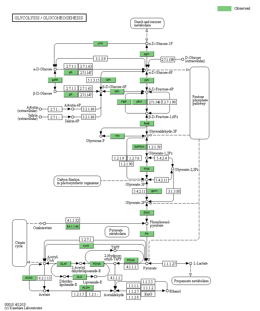 KEGG PATHWAY: Glycolysis / Gluconeogenesis - Reference pathway