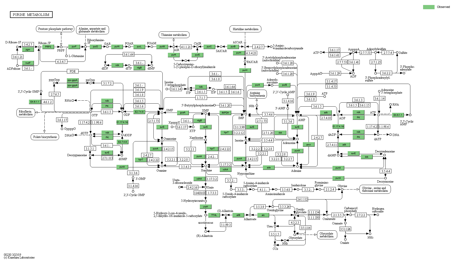 KEGG PATHWAY: Purine metabolism - Reference pathway