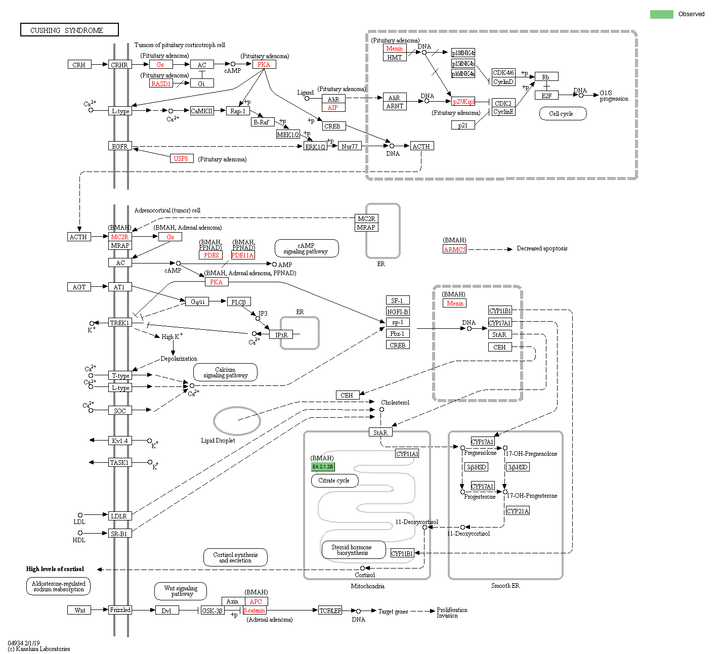 KEGG PATHWAY: Cushing syndrome - Reference pathway