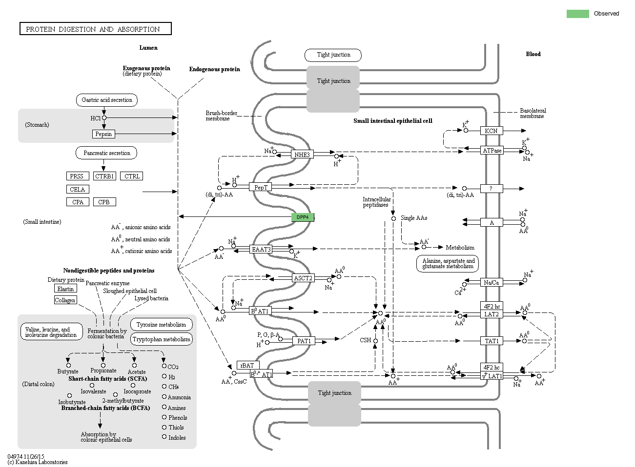 KEGG PATHWAY: Protein digestion and absorption - Reference pathway