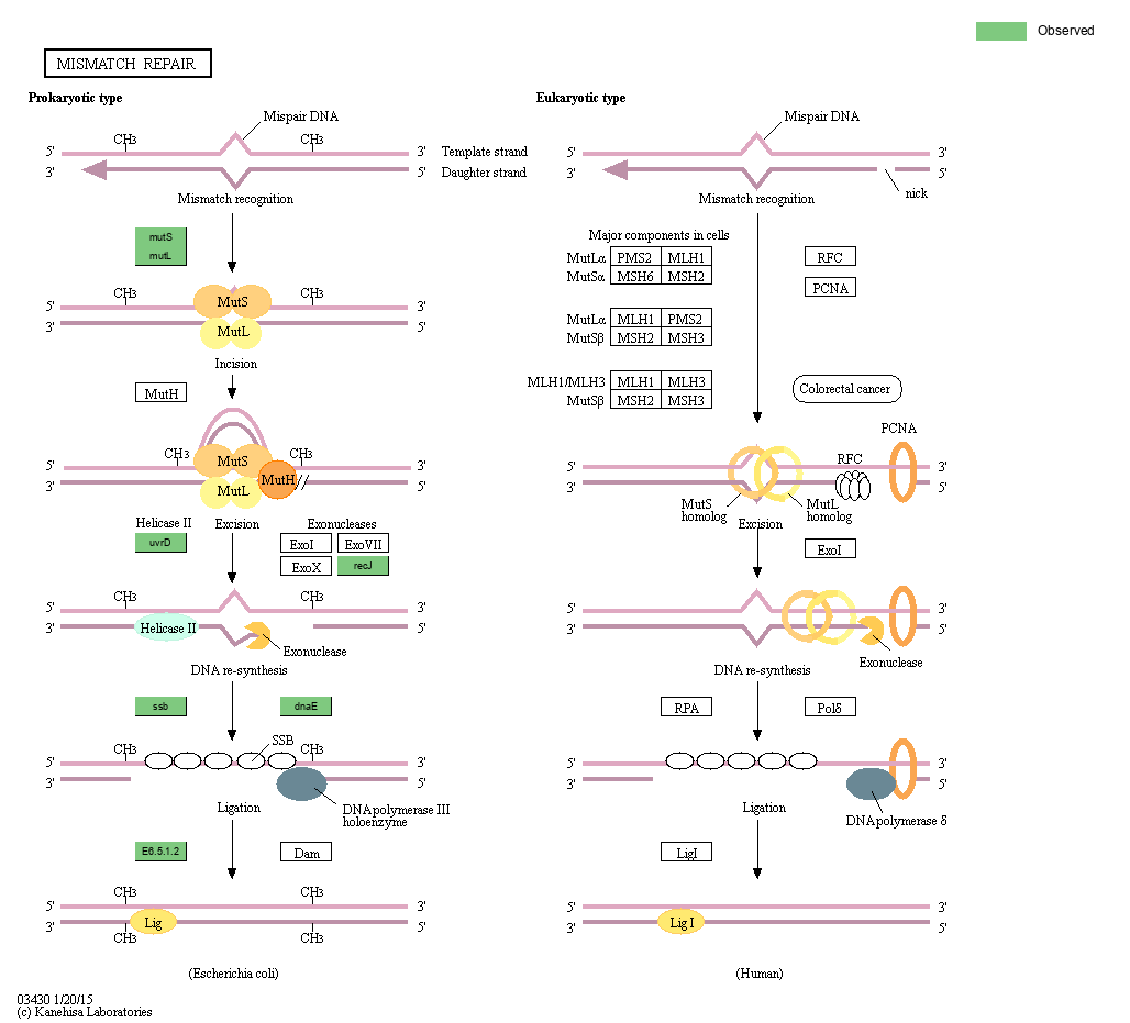 KEGG PATHWAY: Mismatch repair - Reference pathway