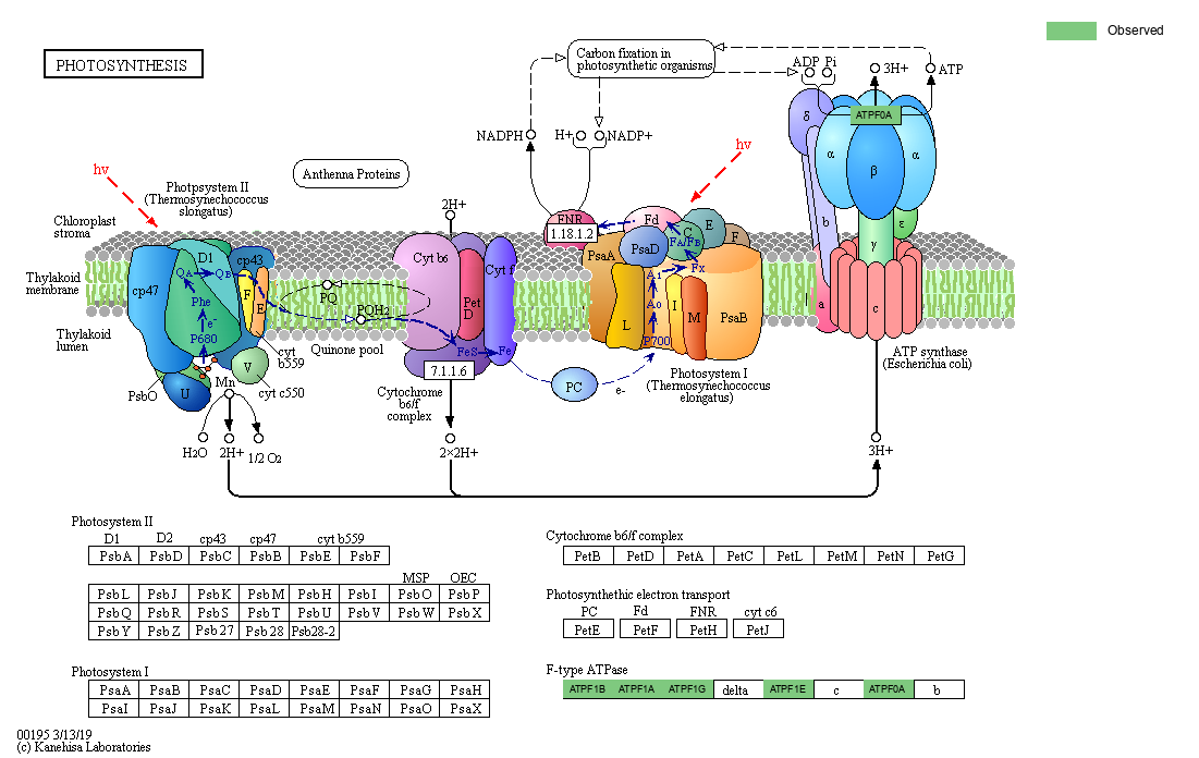 Index of /cloudir/reports/binning/04-MAG_Function/KEGG/Pathway ...