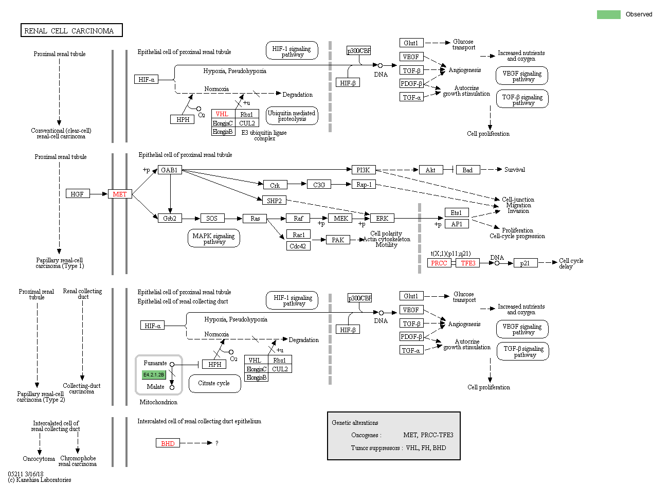 KEGG PATHWAY: Renal cell carcinoma - Reference pathway