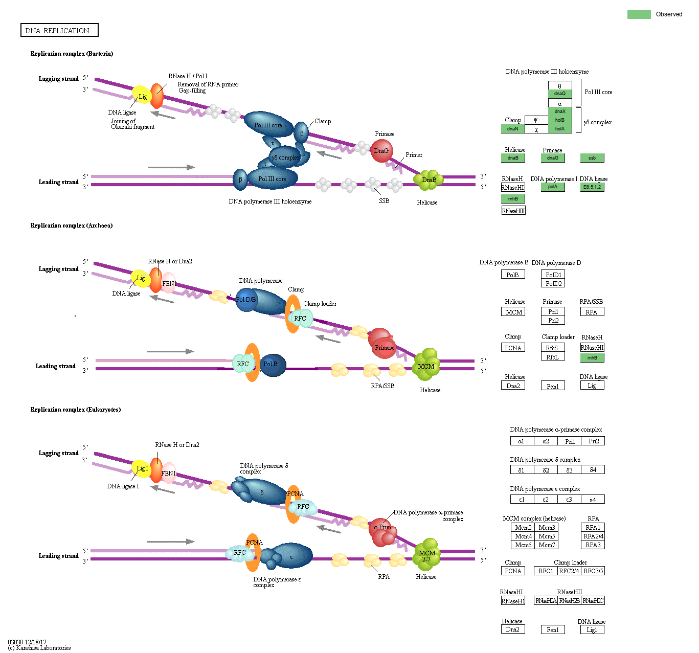 KEGG PATHWAY: DNA replication - Reference pathway