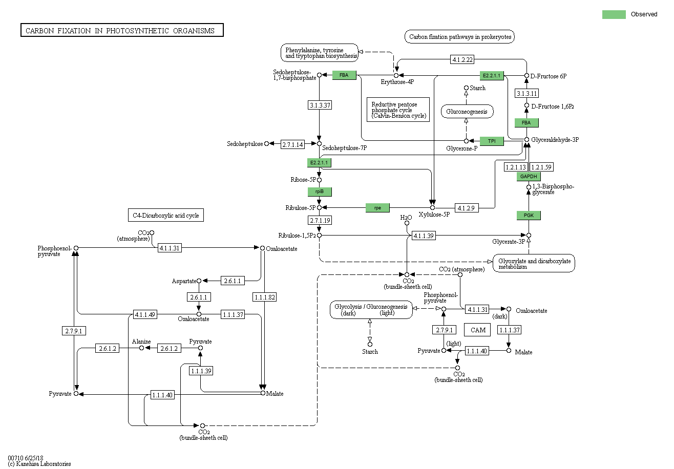 KEGG PATHWAY: Carbon fixation in photosynthetic organisms - Reference ...