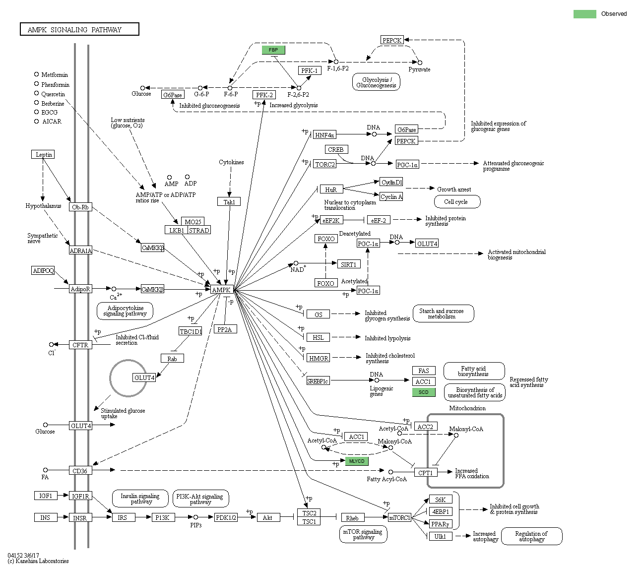 KEGG PATHWAY: AMPK signaling pathway - Reference pathway