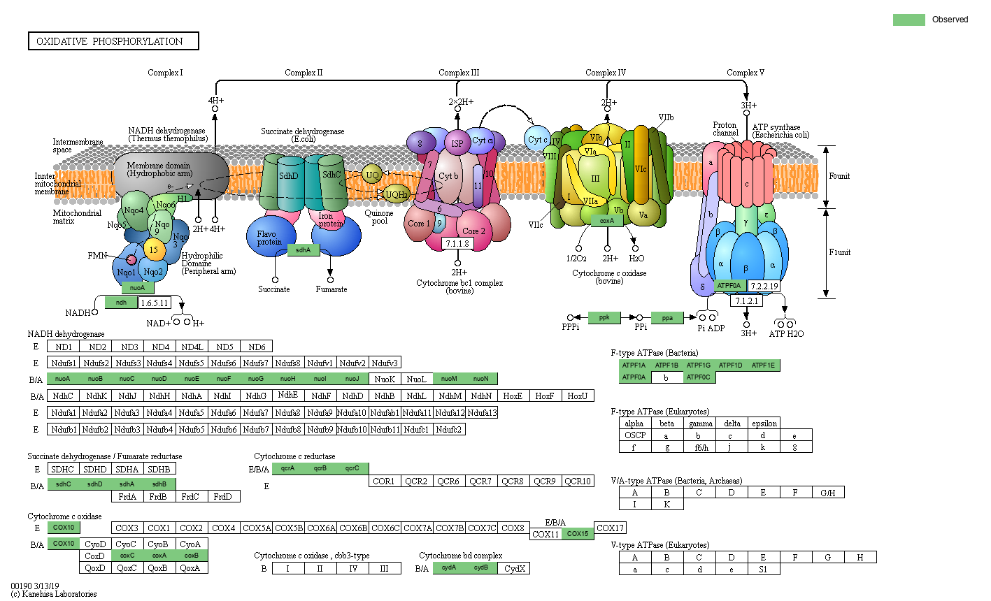 Index of /cloudir/reports/binning/04-MAG_Function/KEGG/Pathway ...