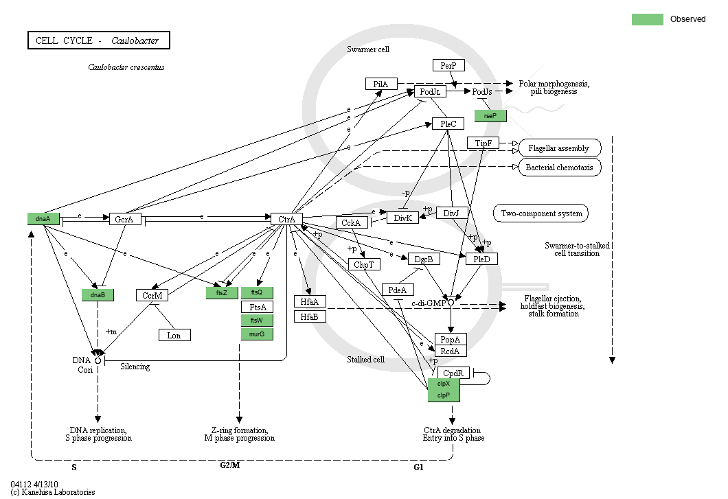 Committee Development Pathway Cell KEGG PATHWAY: Cell cycle - Caulobacter - Reference pathway