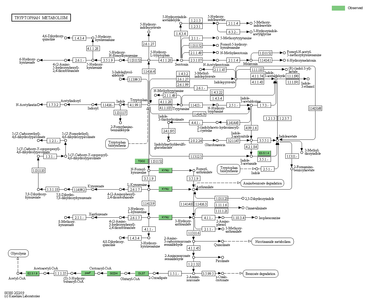 KEGG PATHWAY: Tryptophan metabolism - Reference pathway