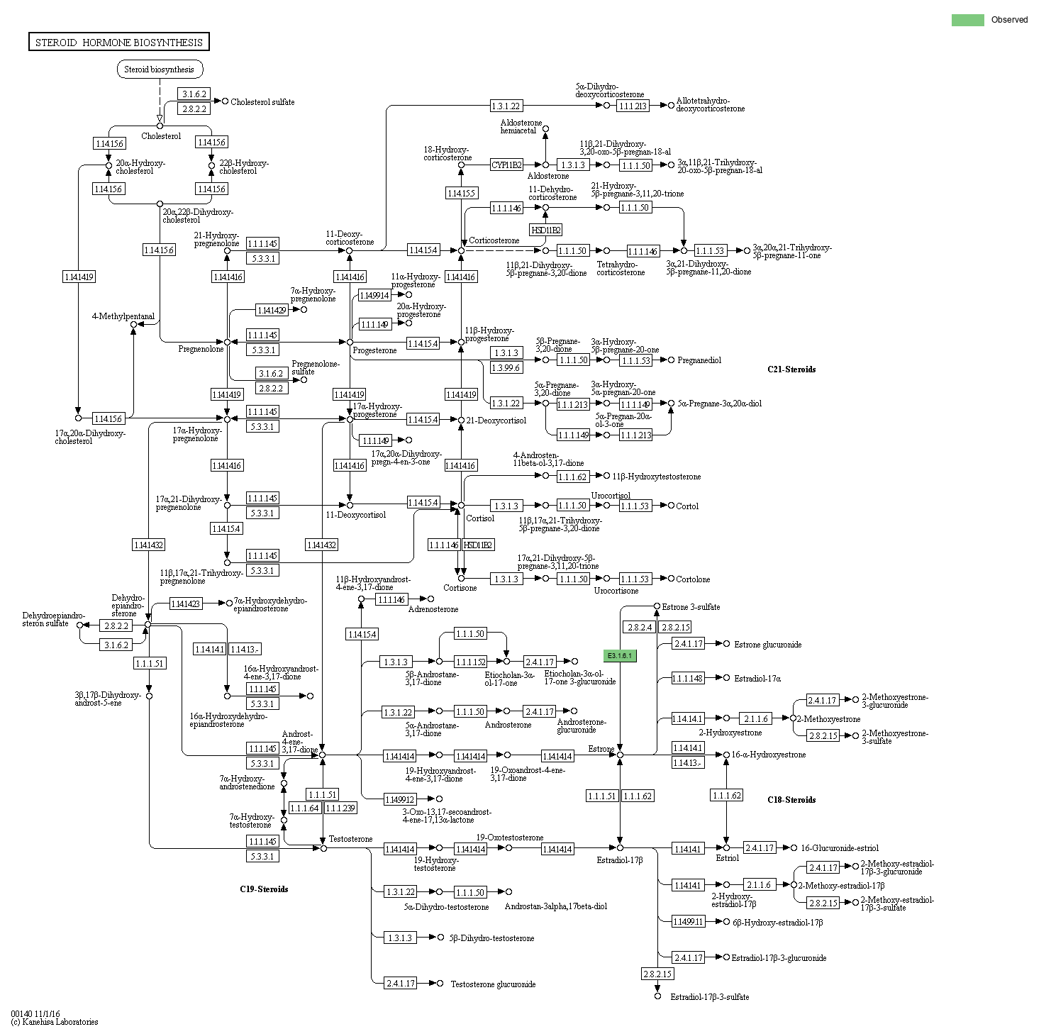 KEGG PATHWAY: Steroid hormone biosynthesis - Reference pathway