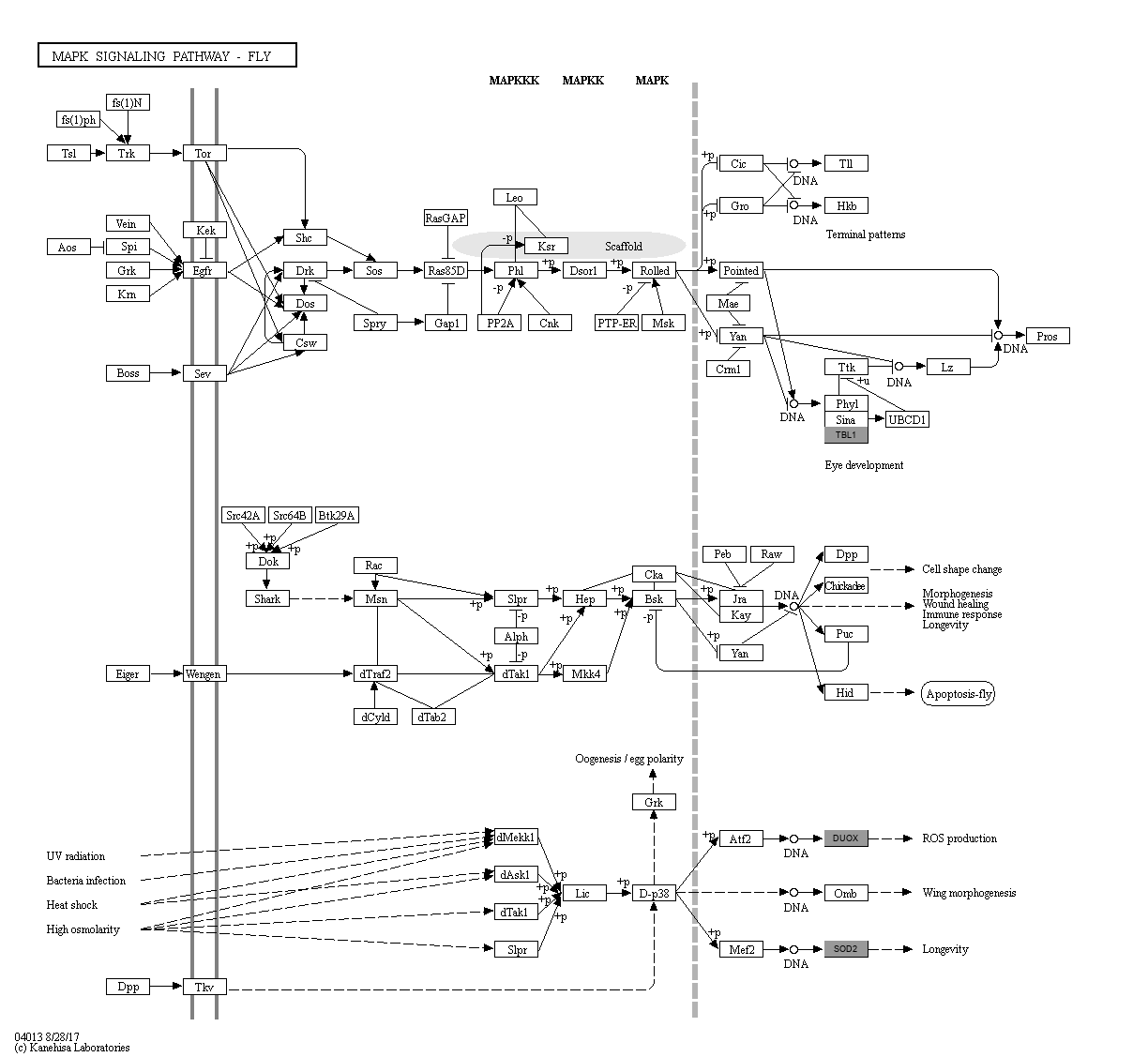 KEGG PATHWAY MAPK signaling pathway fly Reference pathway