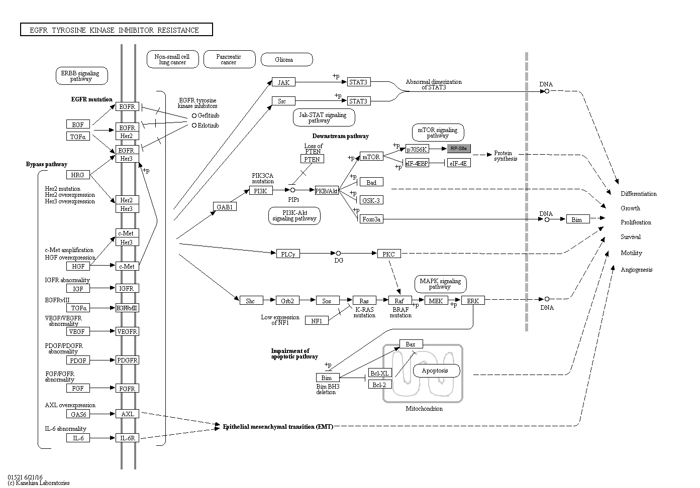 KEGG PATHWAY: EGFR tyrosine kinase inhibitor resistance - Reference pathway