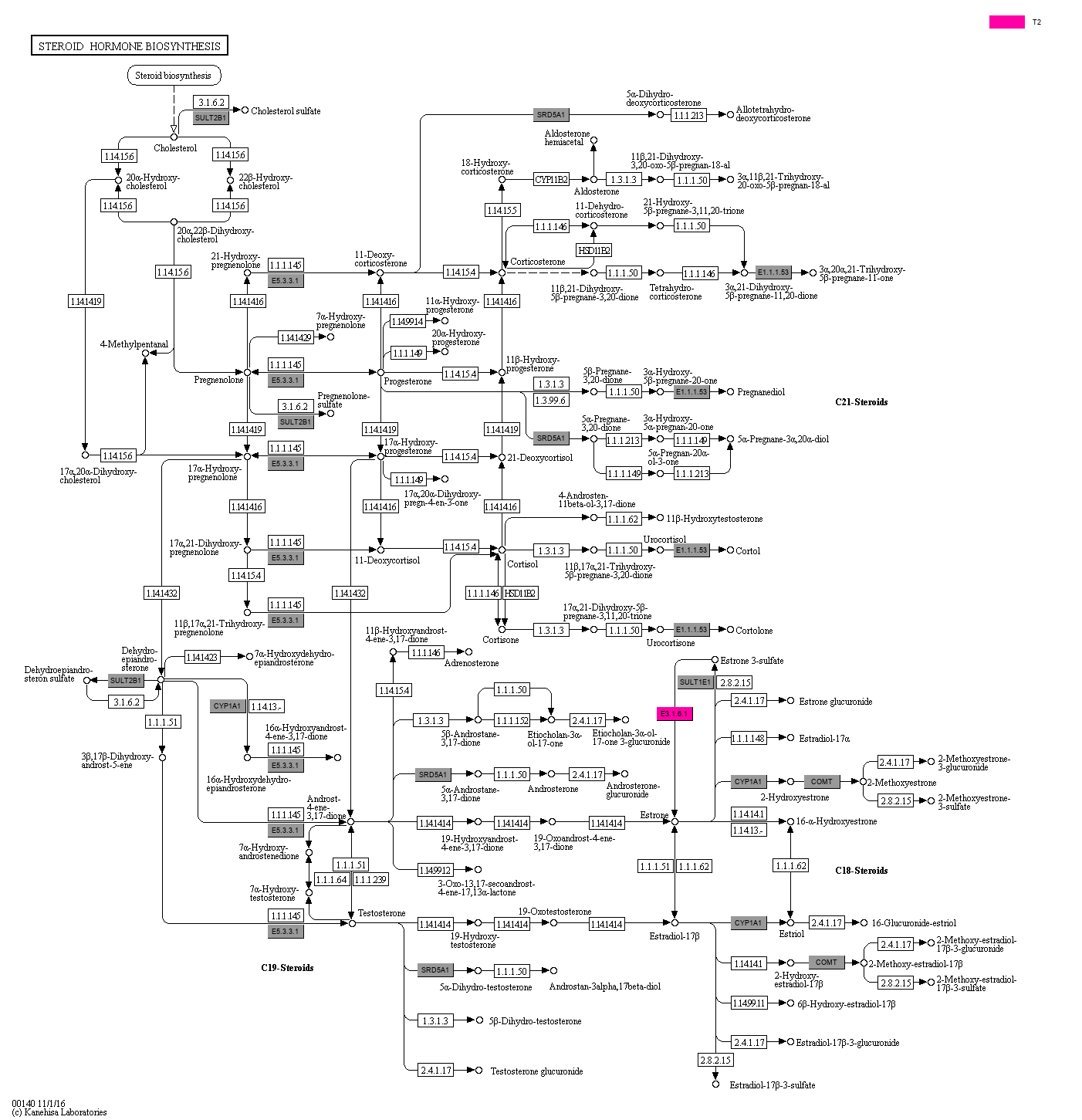 KEGG PATHWAY: Steroid hormone biosynthesis - Reference pathway