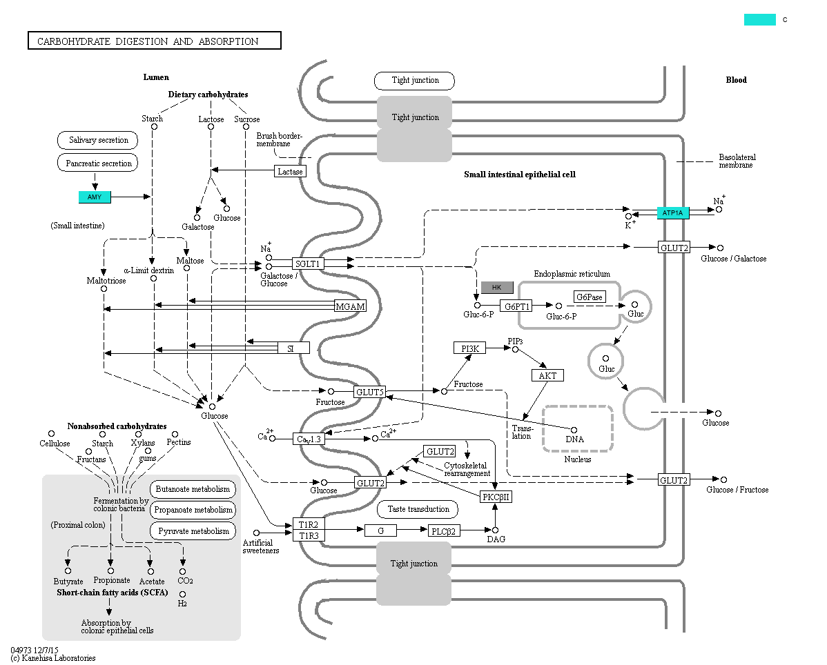 KEGG PATHWAY Carbohydrate digestion and absorption Reference pathway