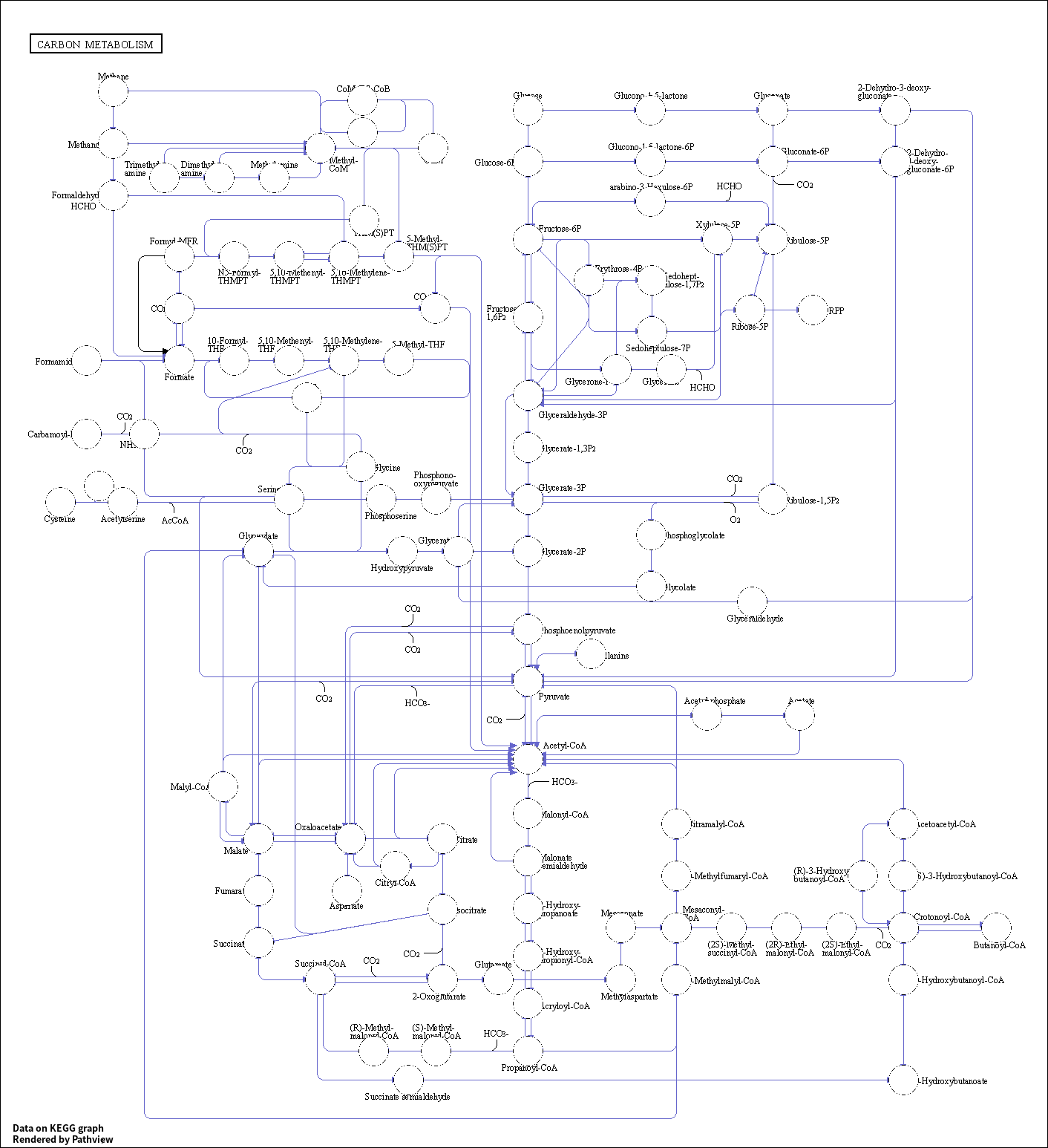 KEGG PATHWAY: Carbon metabolism