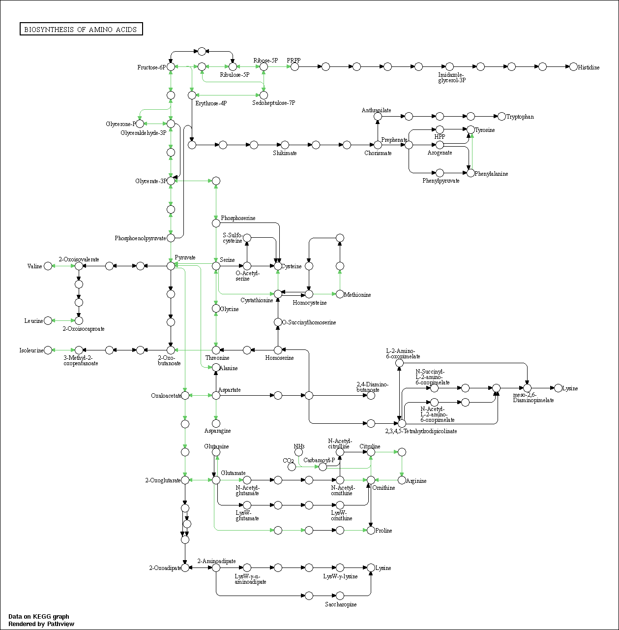 KEGG PATHWAY: Biosynthesis of amino acids - Mus musculus (mouse)