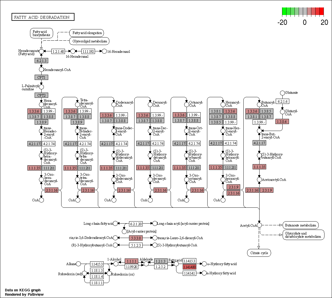 Index of /cloudir/reports/transcriptome/08.Enrich/ORA/KEGG/Category2 ...
