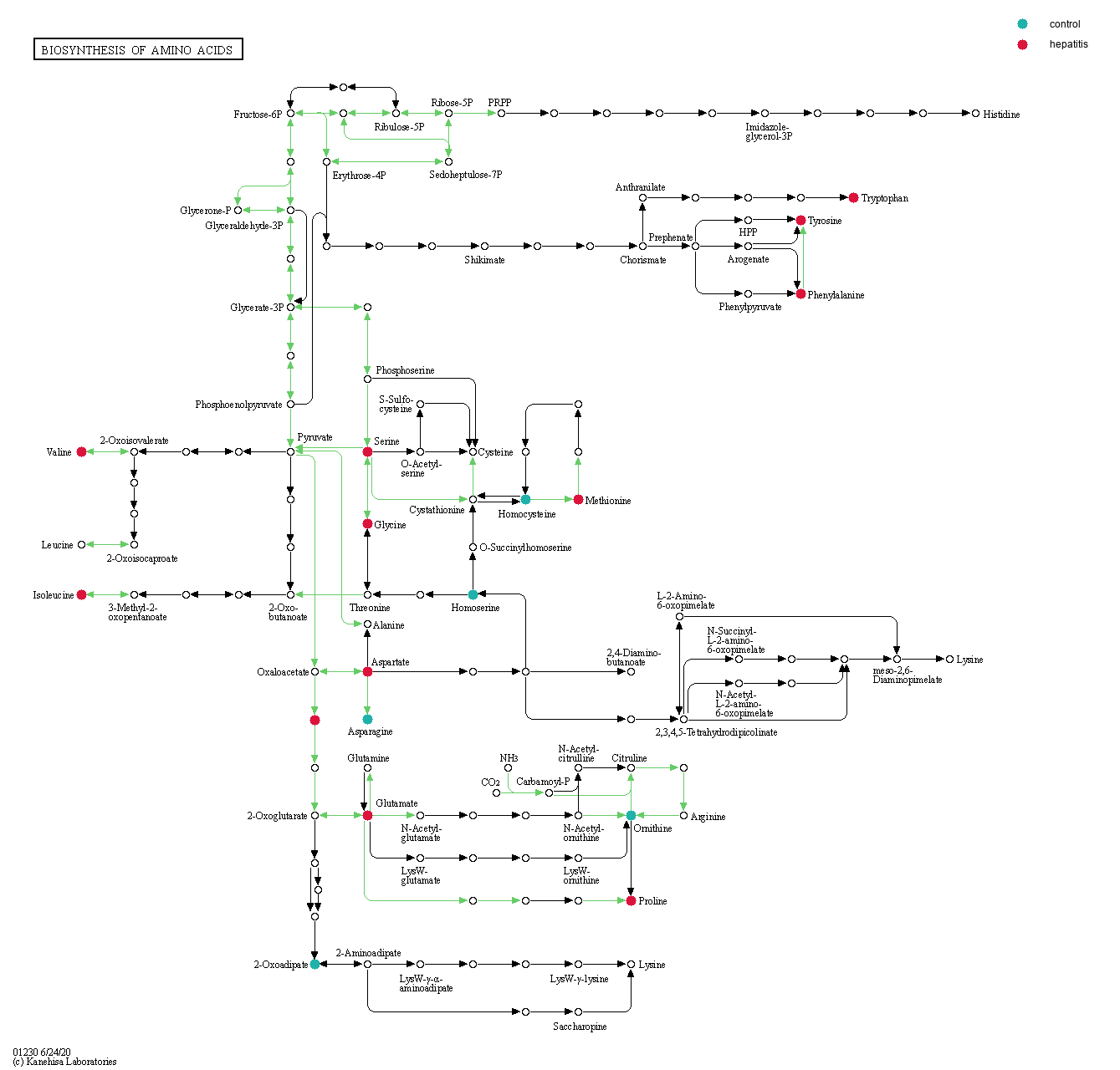 KEGG PATHWAY: Biosynthesis of amino acids - Homo sapiens (human)